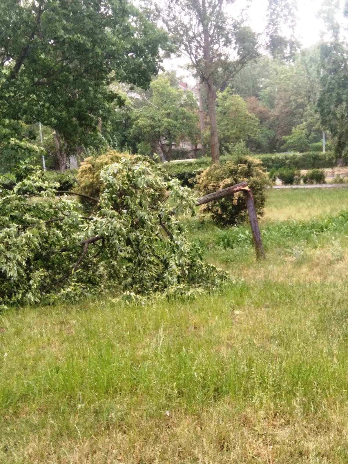 Наслідки негодя 3 червня у Києві, повалені дерева у Києві