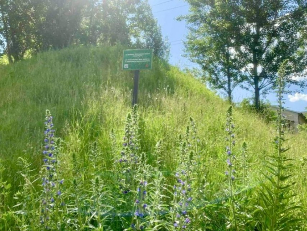 Луки в парку "Березовий гай"