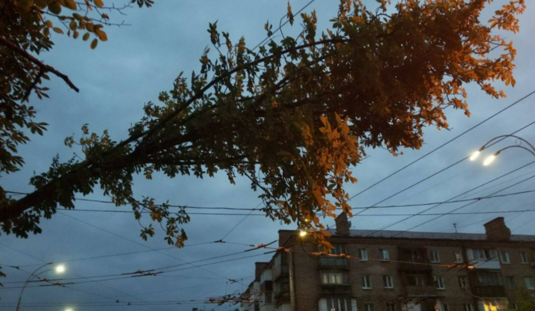 У Солом’янському районі дерево впало на лінії електропередачі: фото