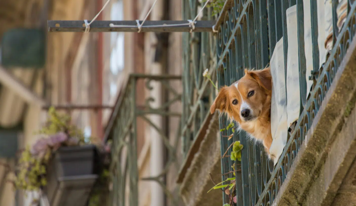 У Києві врятували собаку, якого на три доби зачинили на балконі: відео