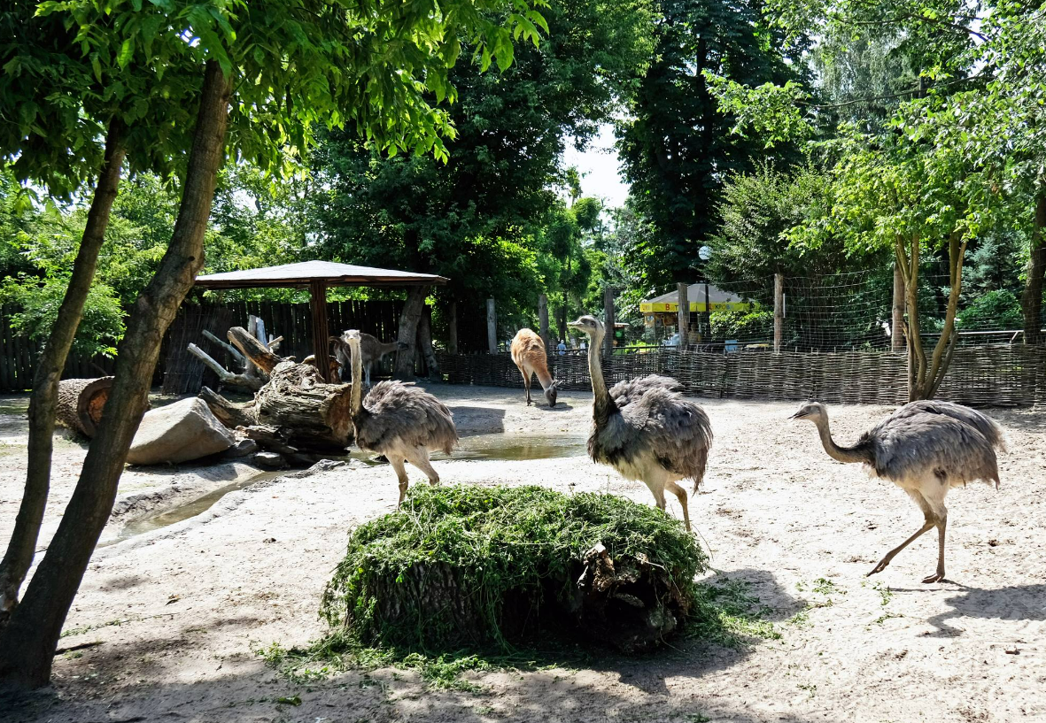 У Київському зоопарку створили літню домівку для врятованих Нанду: фото, відео