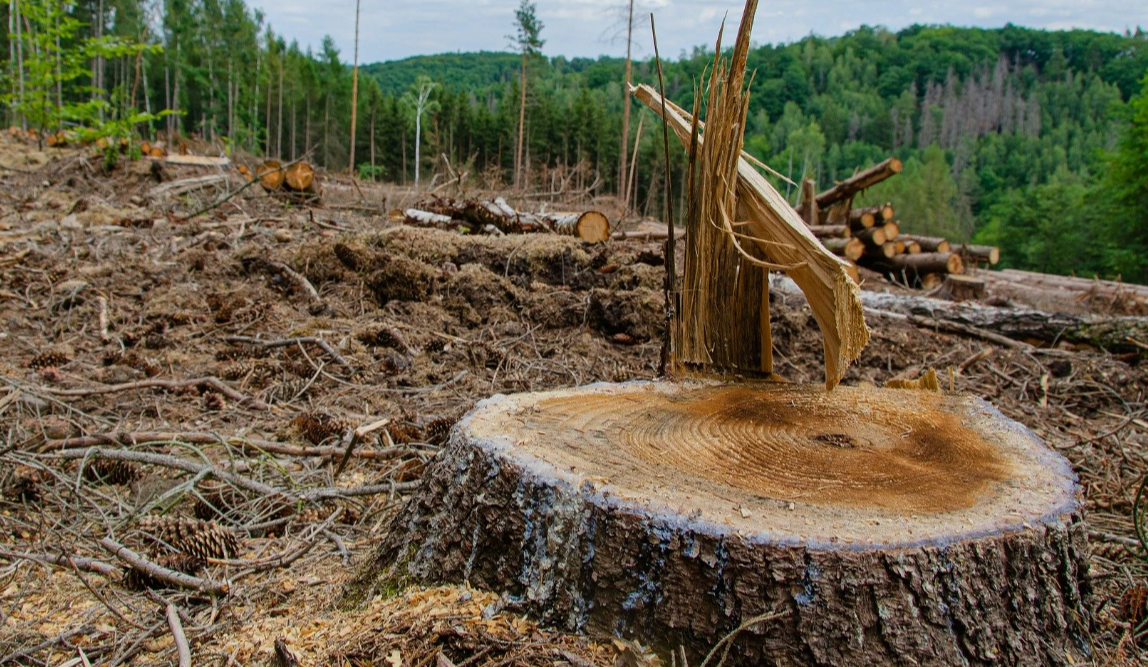 У Чорнобильській зоні незаконно зрубали вікові дерева на 120 млн грн: що відомо