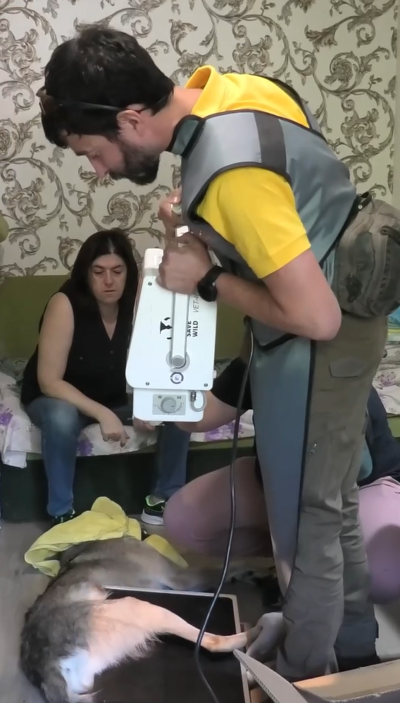 Вовк жив у квартирі в Києві понад 2 роки: чому його віддали у притулок