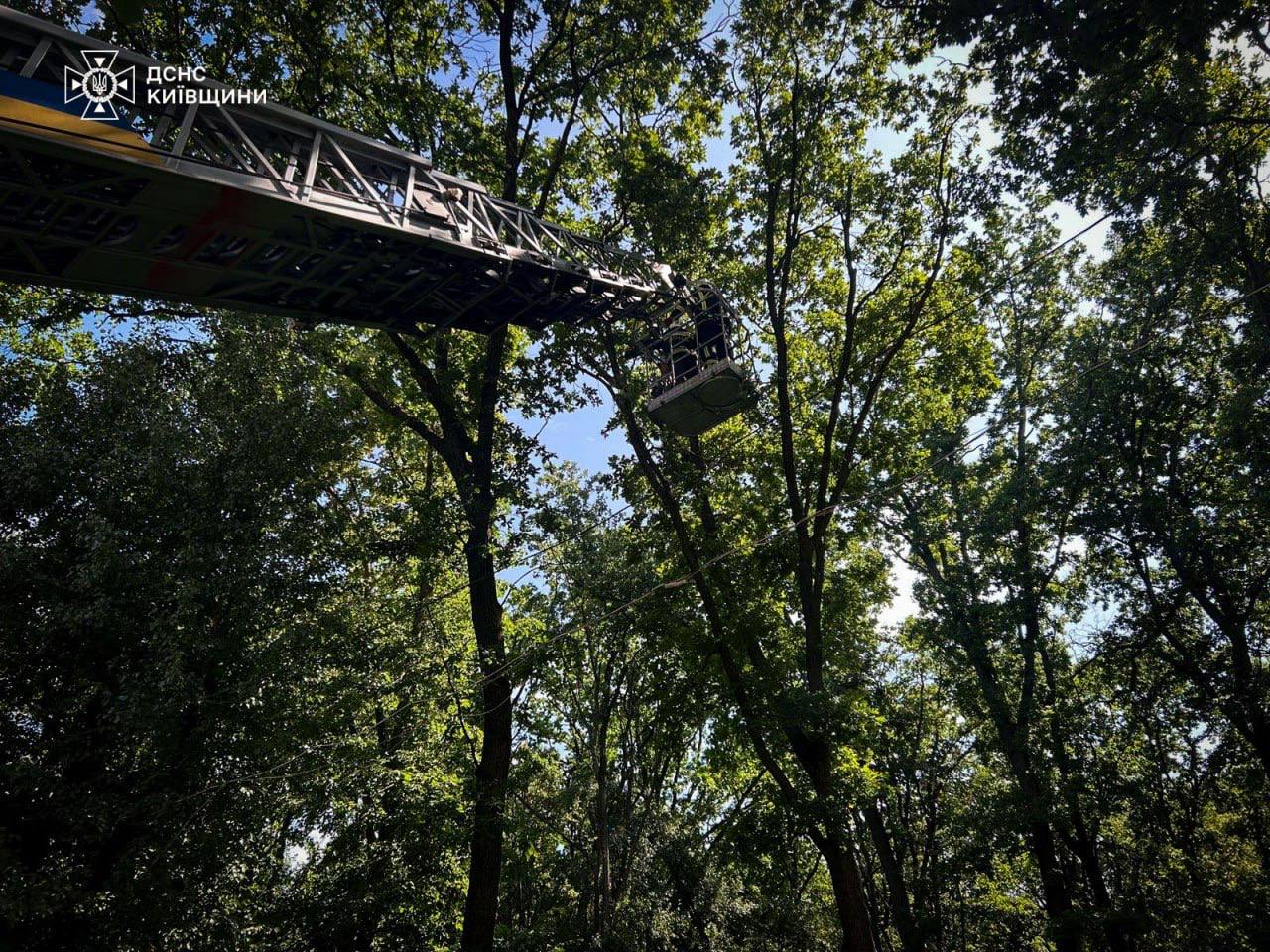 Тікала від ворожих обстрілів: у дендропарку на Київщині врятували єнотиху