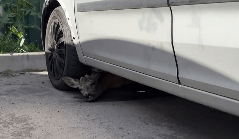 Залізло під автомобіль, ховаючись від обстрілу: у Києві знайшли налякане оленя
