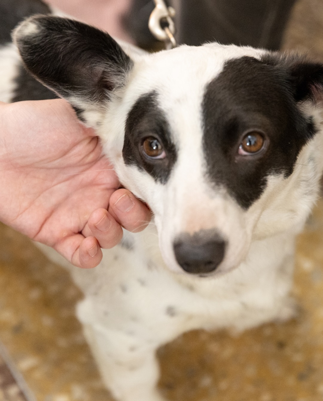На ВДНГ у Києві проведуть фестиваль AdoptMe Days: цього разу будуть лише собаки