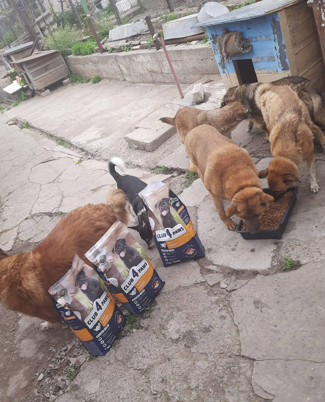 Вже є перший конкретний результат — велика кількість безпритульних тварин у прифронтових регіонах країни забезпечена якісним харчуванням ВБФ "АТБ" та U-Hearts об’єдналися, аби допомогти притулкам для тварин у прифронтових областях