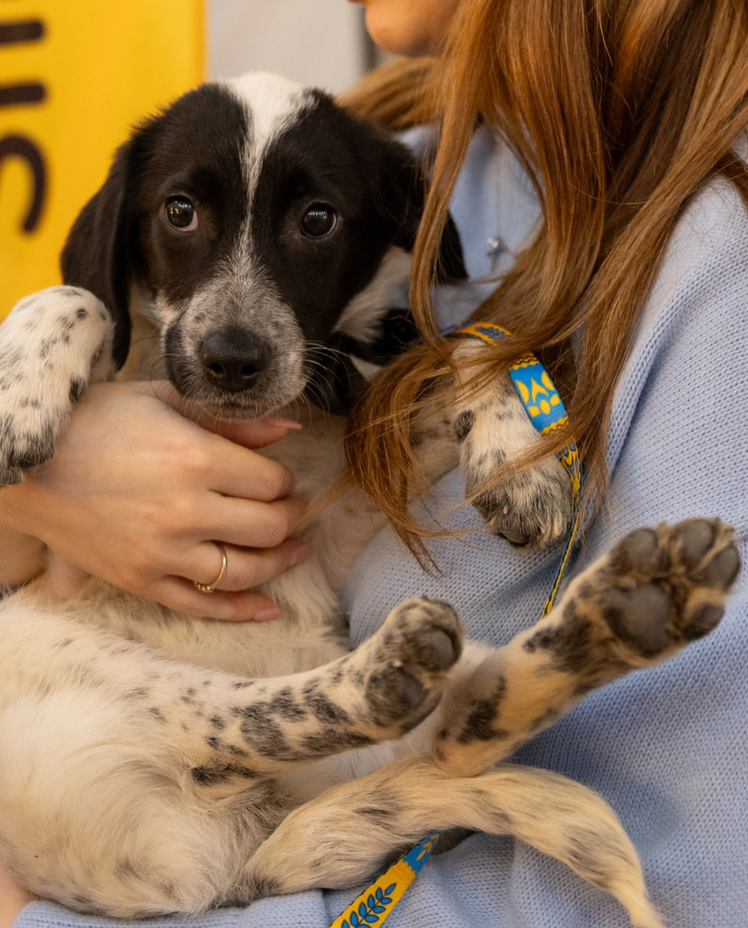 На ВДНГ у Києві проведуть фестиваль AdoptMe Days: цього разу будуть лише собаки