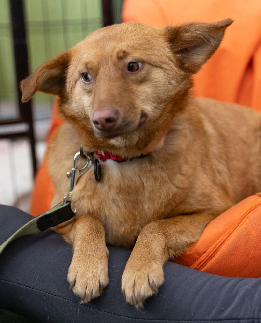 На ВДНГ у Києві проведуть фестиваль AdoptMe Days: цього разу будуть лише собаки