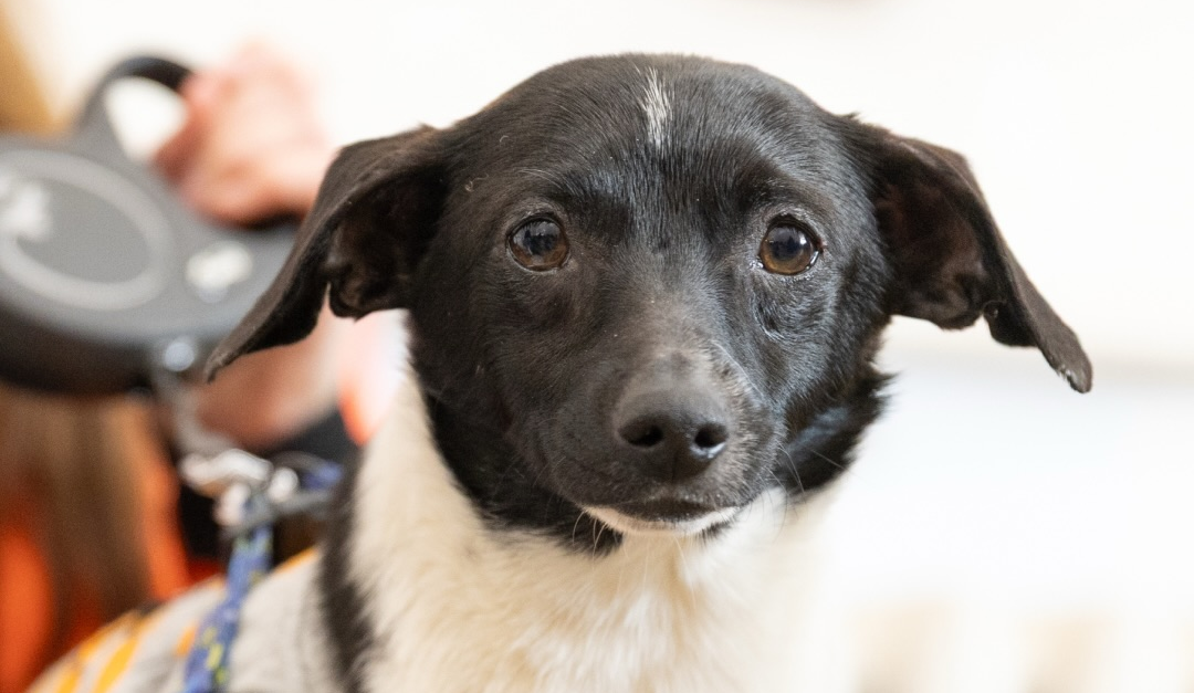 На ВДНГ проведуть фестиваль AdoptMe Days: цього разу будуть лише собаки