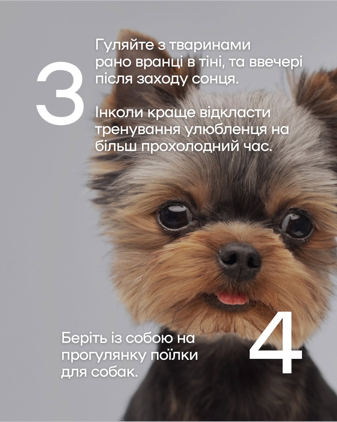 Як уберегти чотирилапих від літньої спеки Як уберегти чотирилапих від літньої спеки