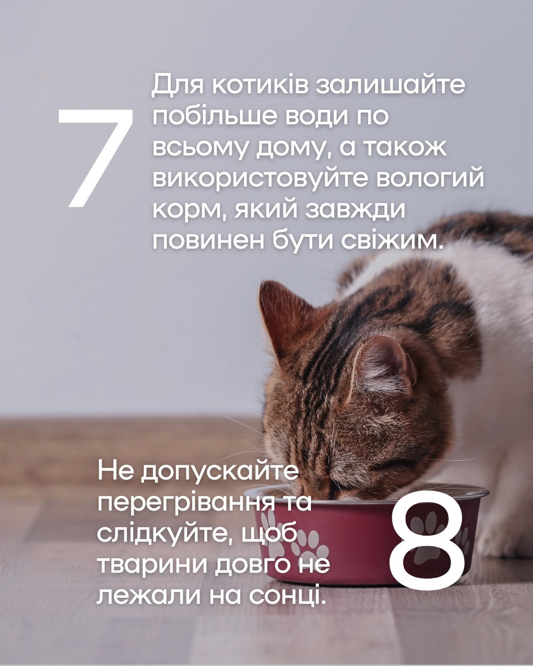 Як уберегти чотирилапих від літньої спеки