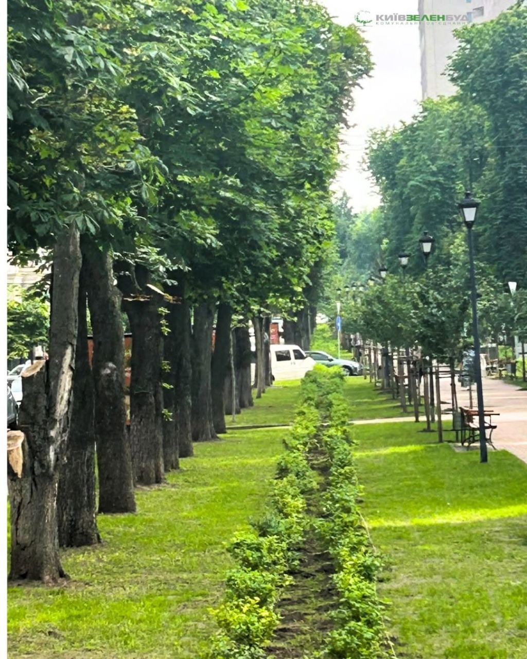 Добре переносить міські умови: на Липському бульварі в Києві висадили тисячу гортензій