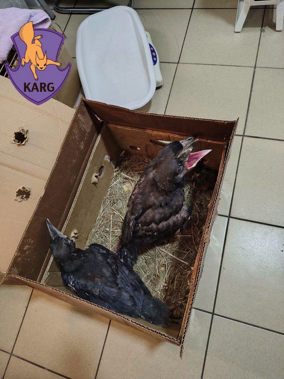 Рятувальники закликають киян не забирати "безпорадних" пернатих Рятувальники закликають киян не забирати "безпорадних" пернатих