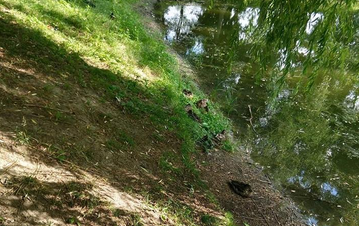 Експерти не знайшли інфекцію в озері на Теремках, де масово гинуть качки