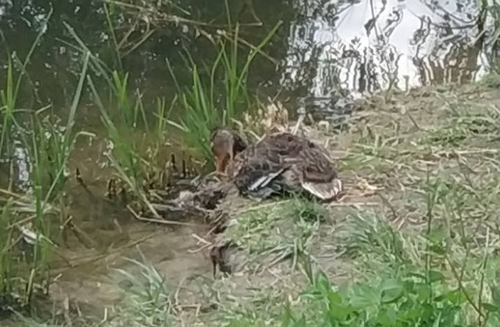 Жителей Теремков возмутили дохлые утки на местном озере (фото) — обновлено