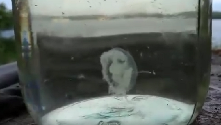 Под Киевом рыбаки поймали медузу (видео)