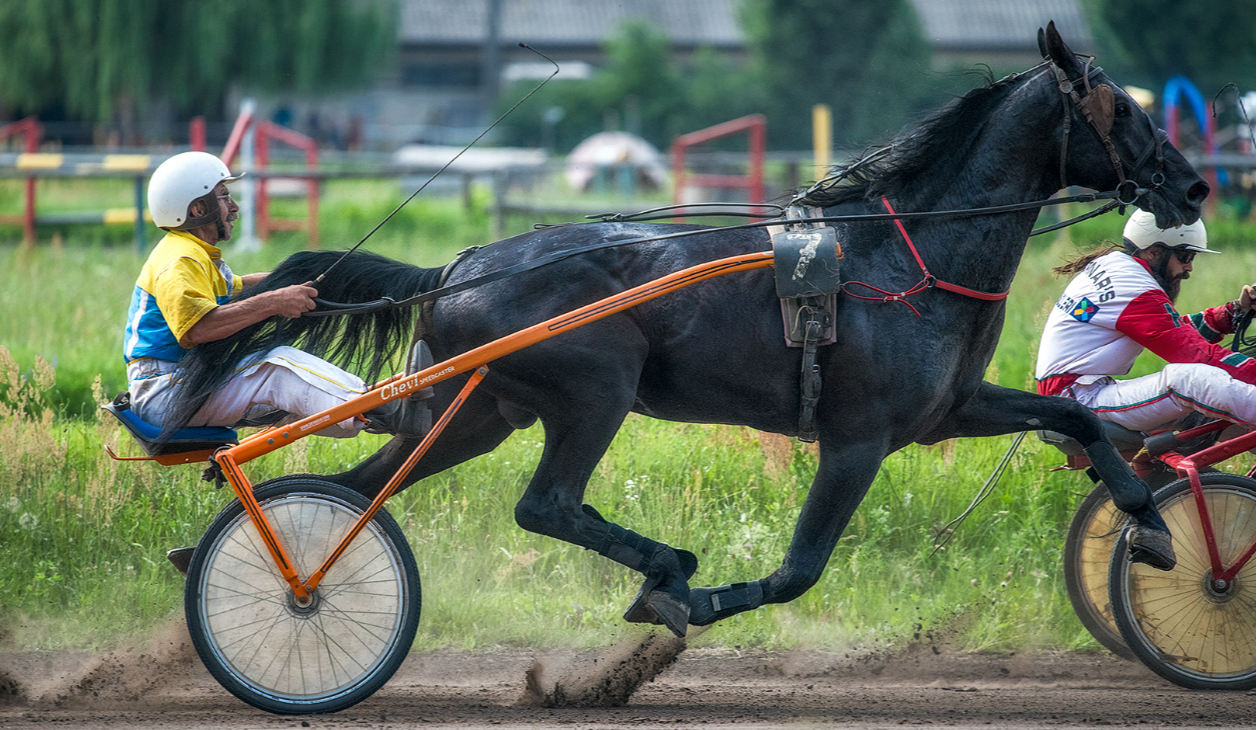 На Київському іподромі 16 липня пройдуть змагання коней за нагороду Дербі