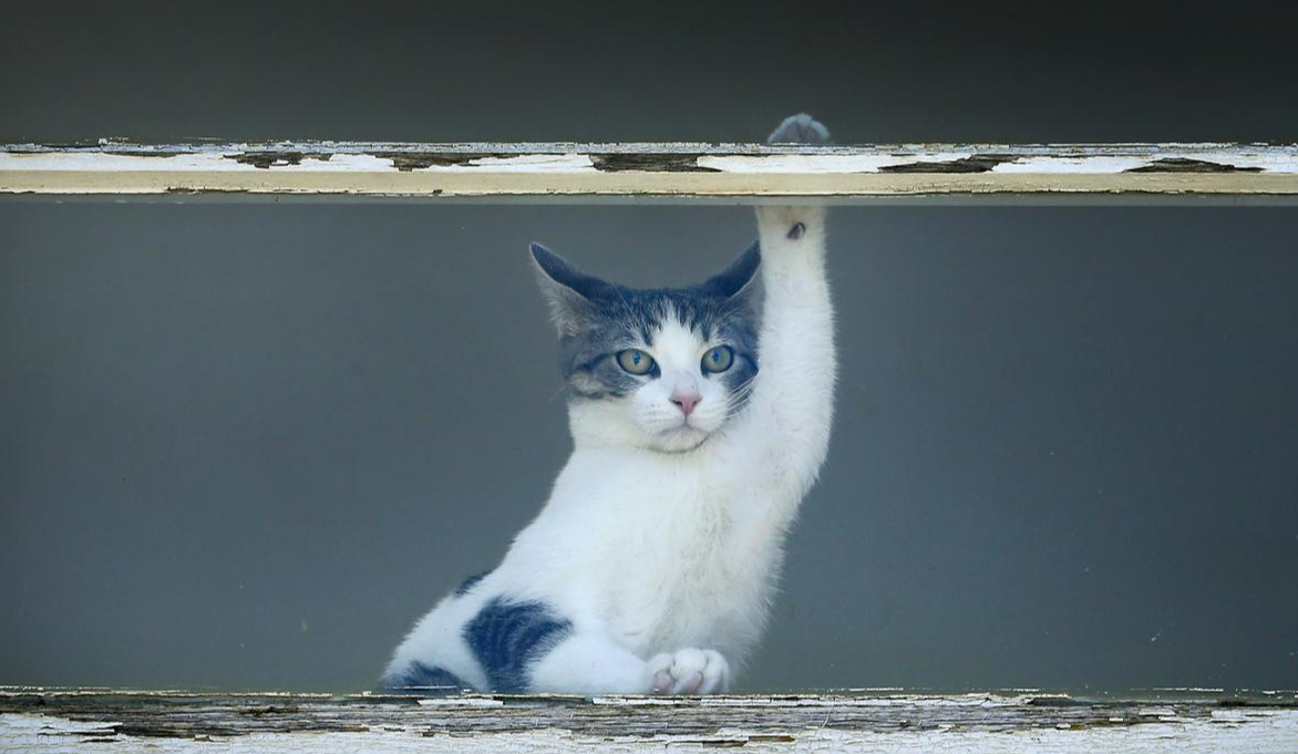 У Києві врятували кота, якого на два тижні зачинили на балконі: фото