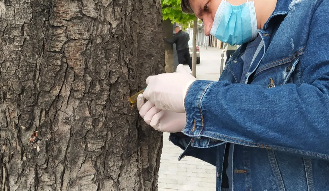 В парках Києва запроваджується карантин через шкідника дерев: що відомо