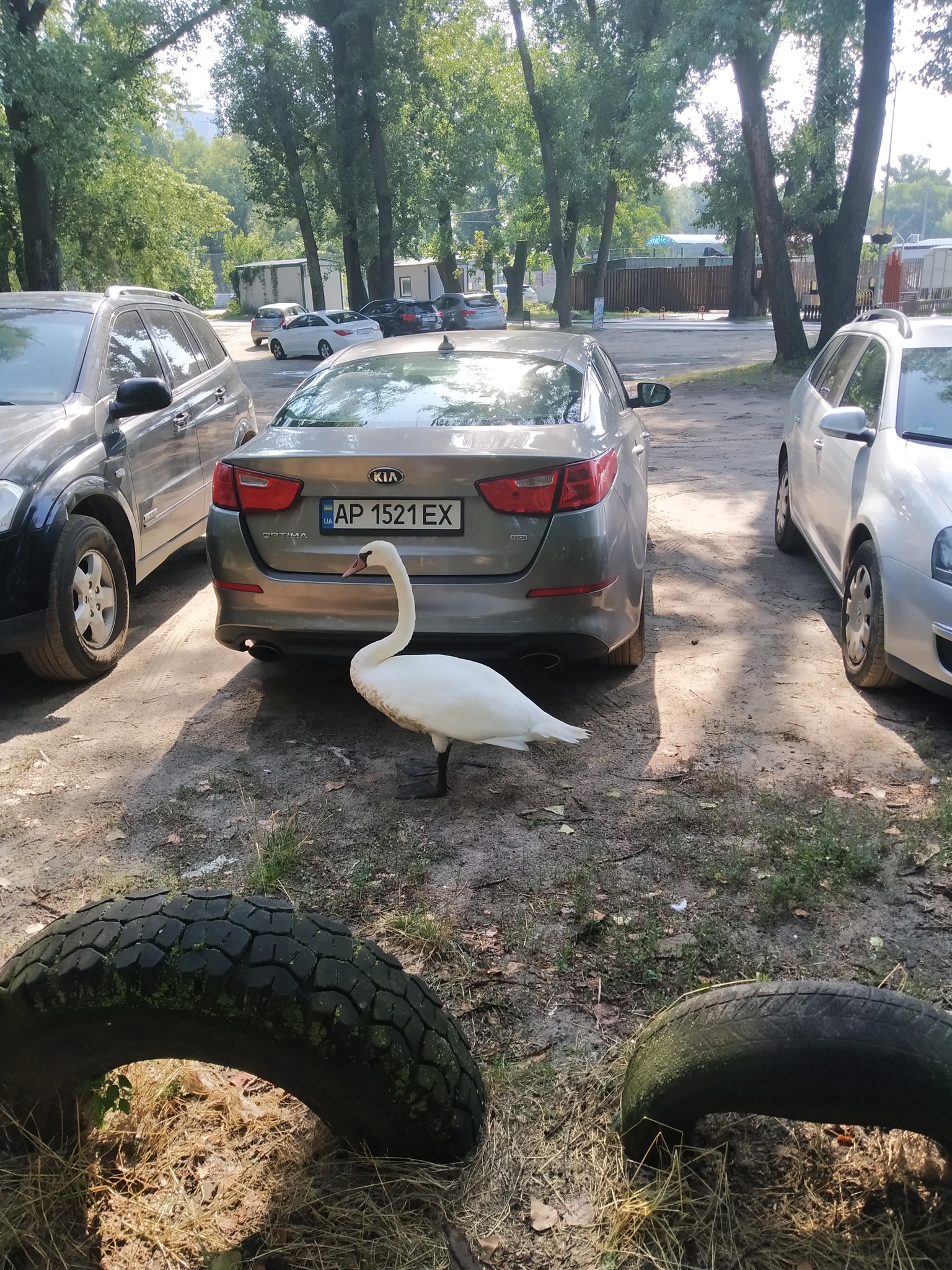 На території Гідропарку в Києві врятували лебедя: фото та подробиці