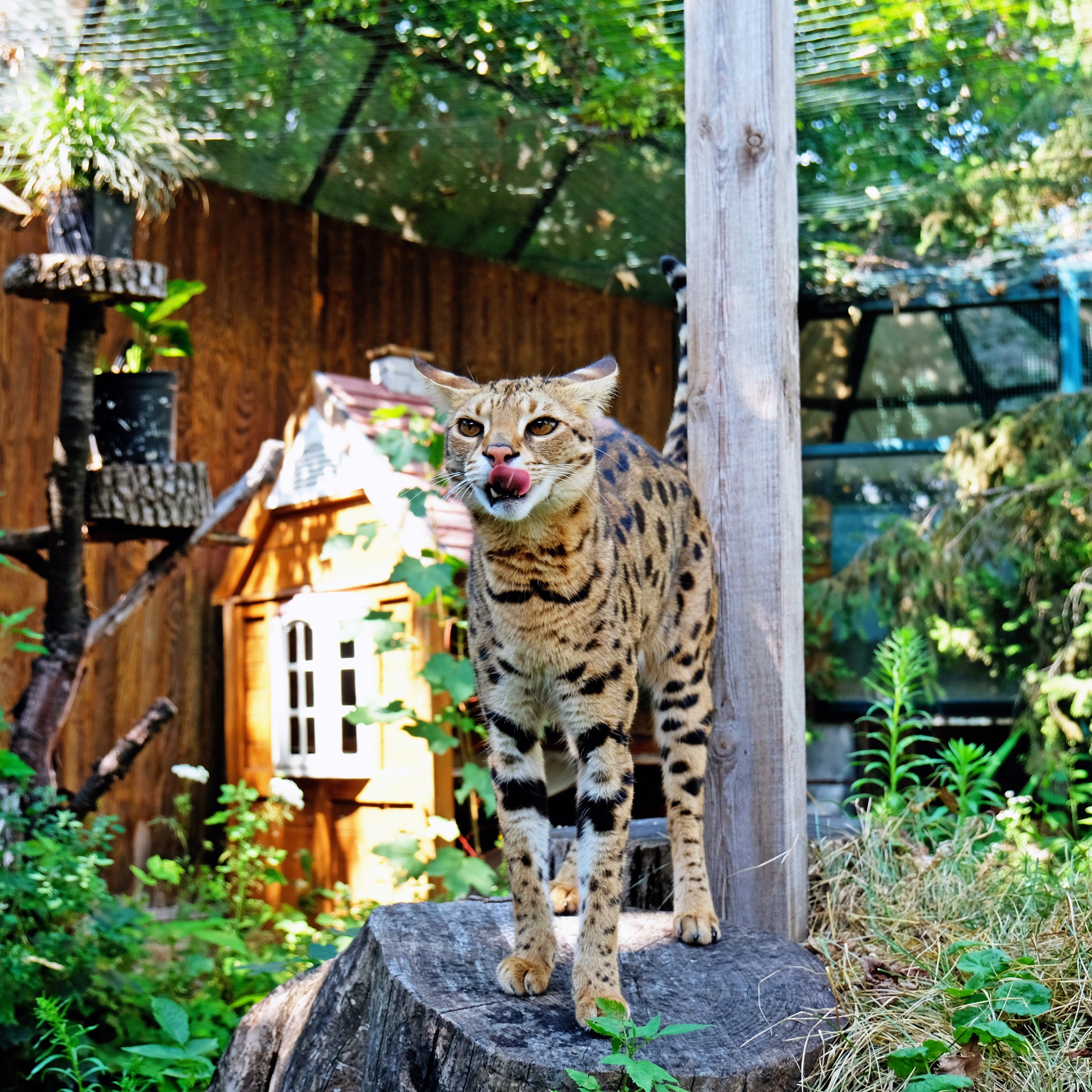 Фото: КиївЗоо