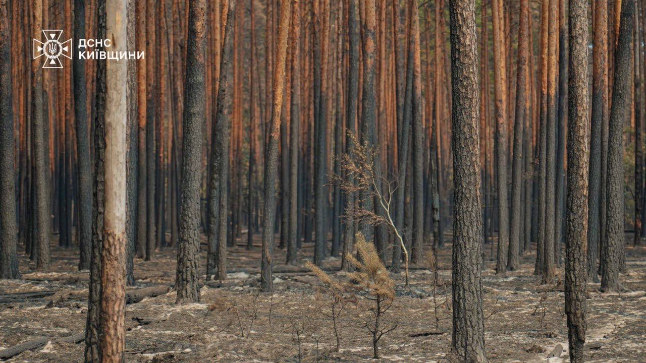 На одній із локацій у Зоні відчуження на Київщині ліквідували займання: фото