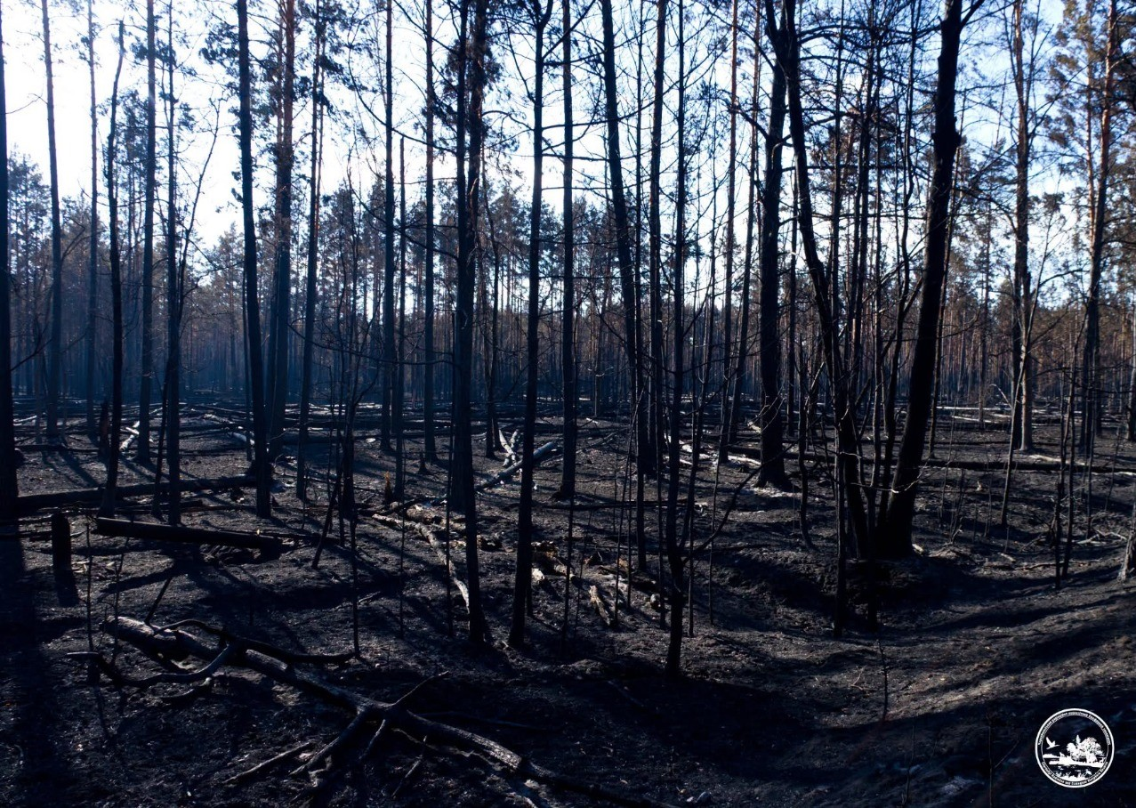 У Чорнобильській зоні на Київщині локалізували всі осередки лісової пожежі: що відомо