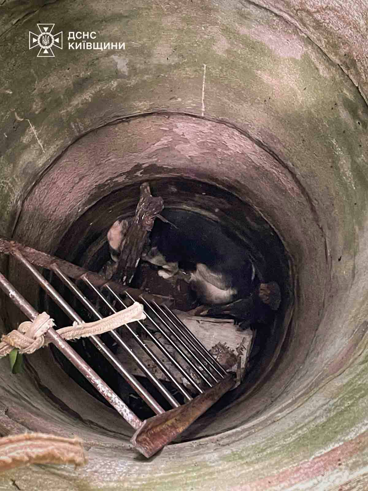 На Київщині врятували собаку з покинутого колодязя: фото та відео