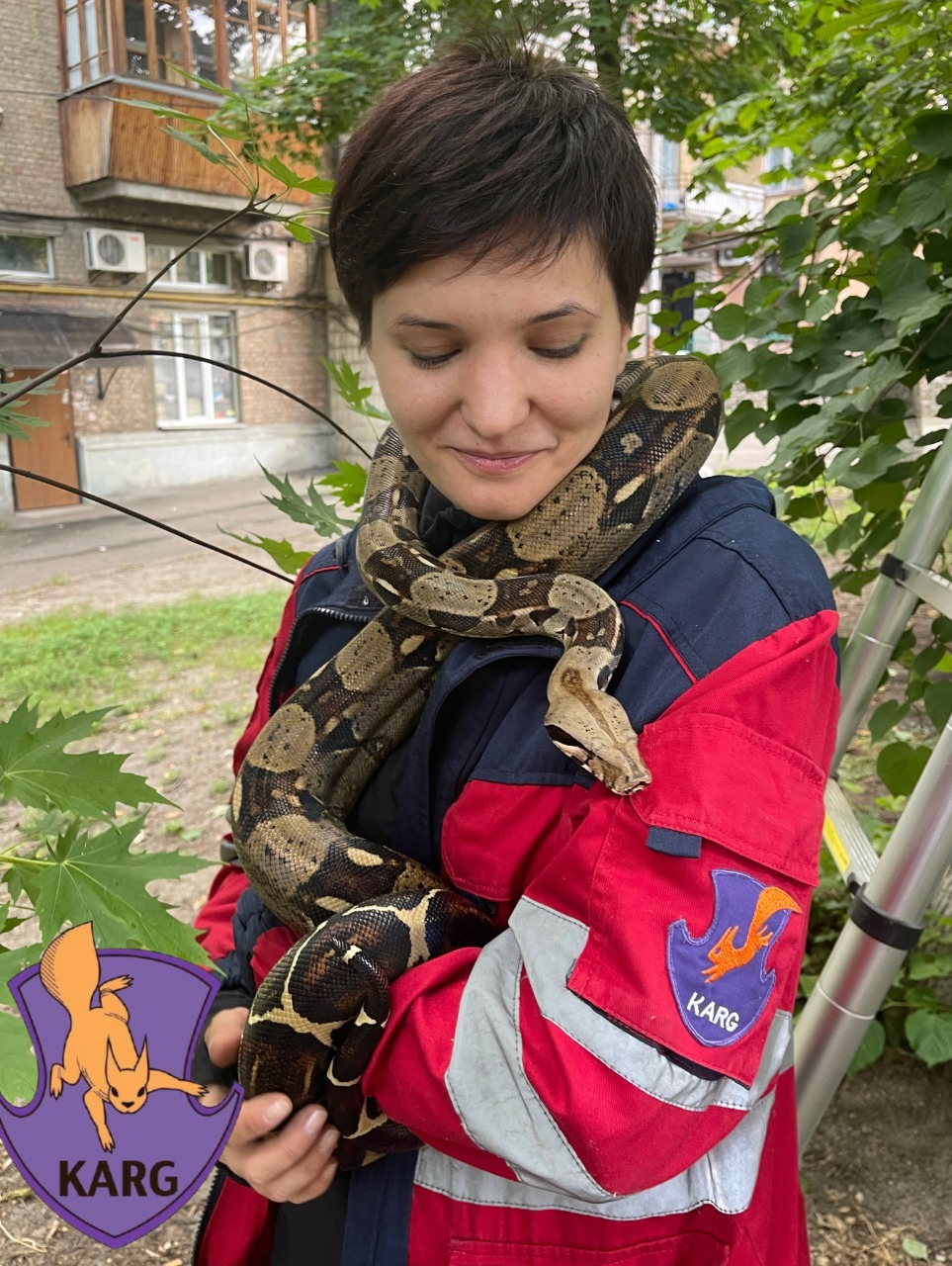 Втік під час прогулянки: у Києві з дерева зняли імператорського удава