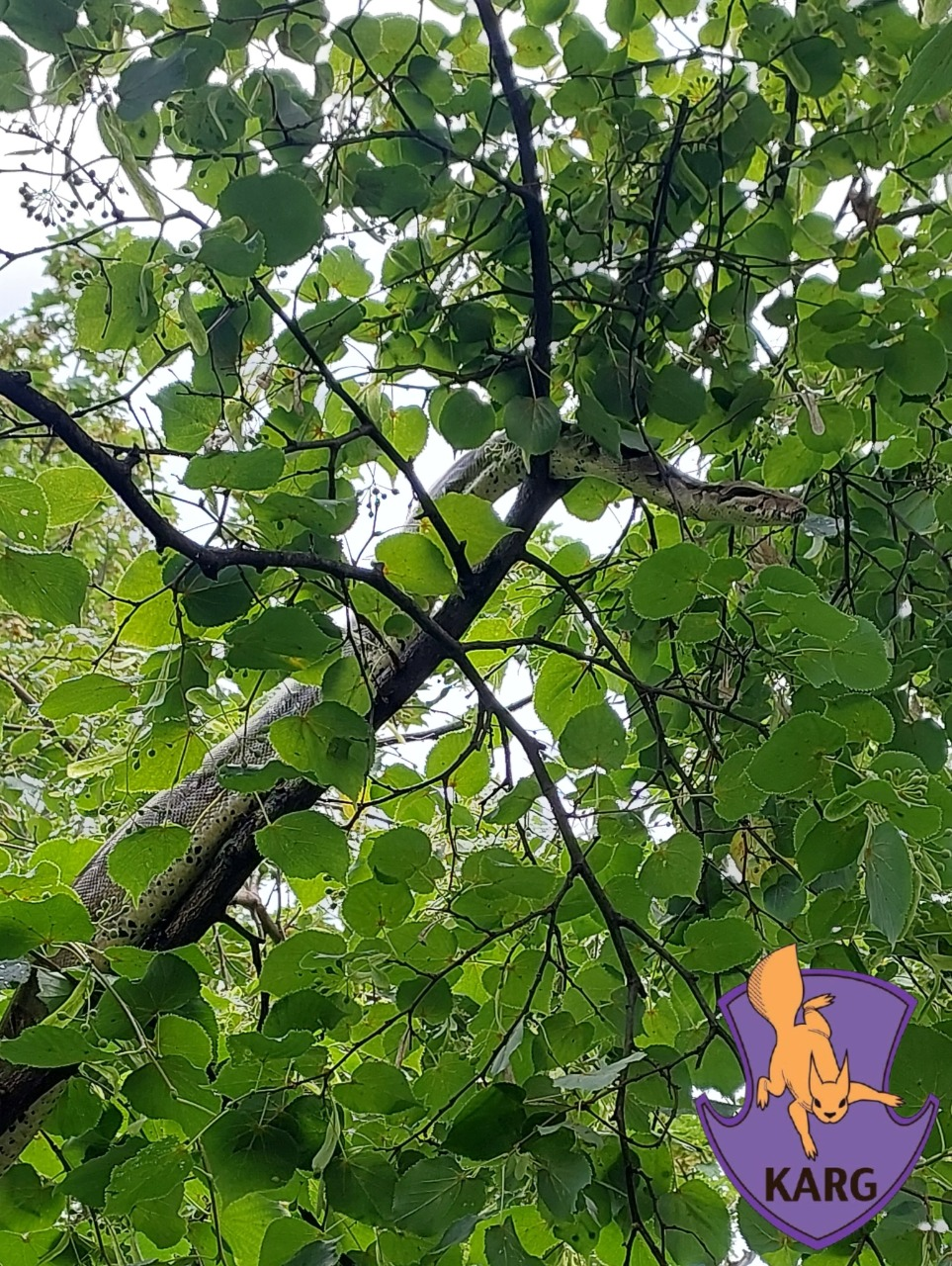 Фото: Kyiv Animal Rescue Group Втік під час прогулянки: у Києві з дерева зняли імператорського удава