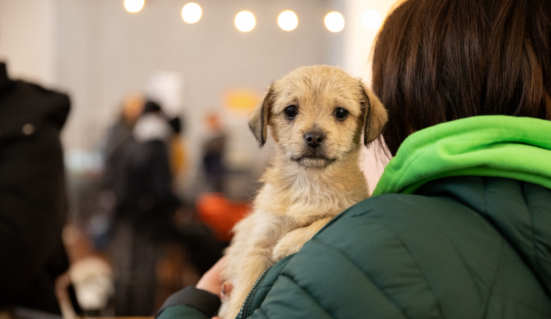 Одна адопція – два врятовані життя: у Києві пройде 22-й фестиваль AdoptMe Days
