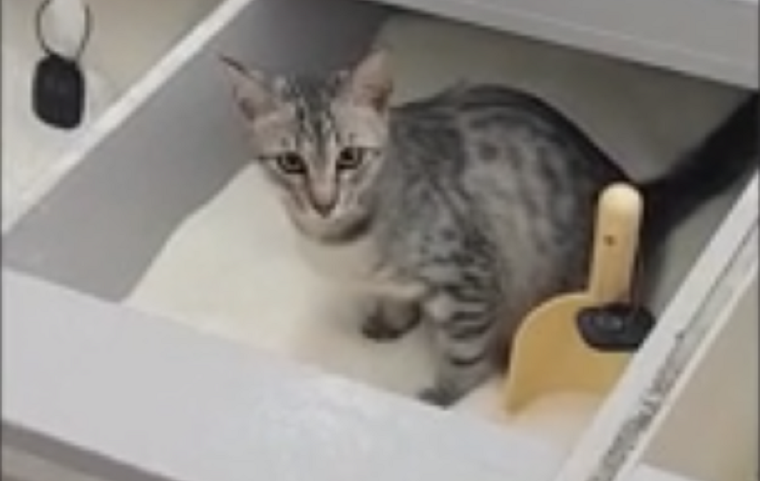 Зверское преступление: в столичном супермаркете кот принял емкость с сахаром за лоток (видео)