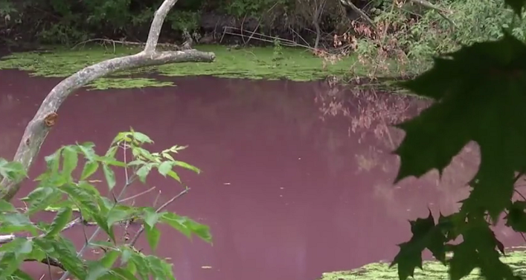 Озеро борщу: в Сумах водойма забарвилась в рожевий колір (відео)