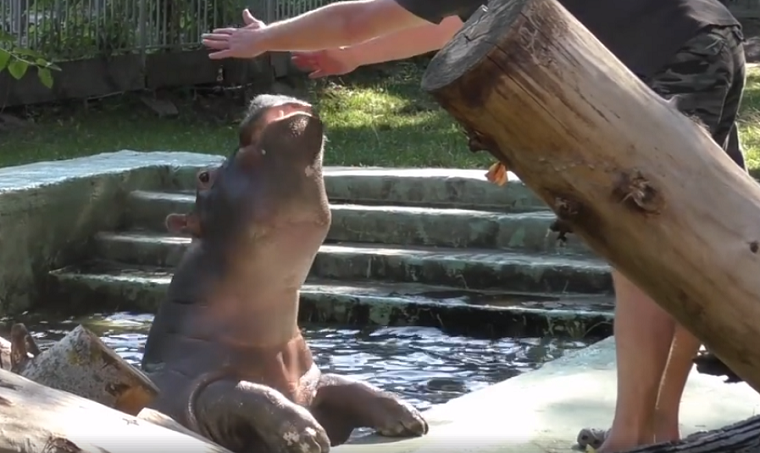 Київський зоопарк показав, як снідає чарівна бегемотиха (відео)