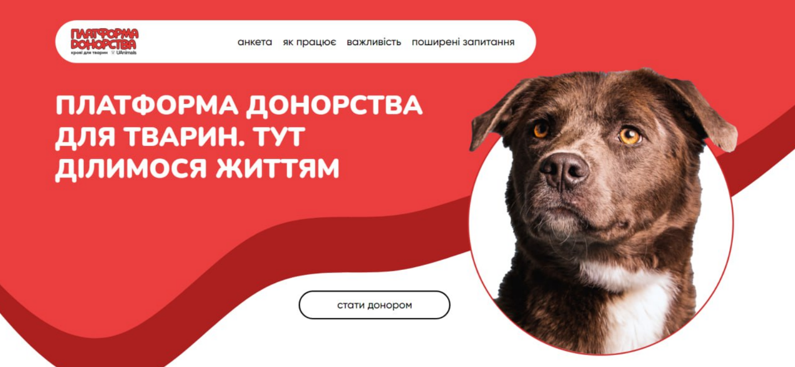 В України запустили платформу донорства крові для тварин: подробиці