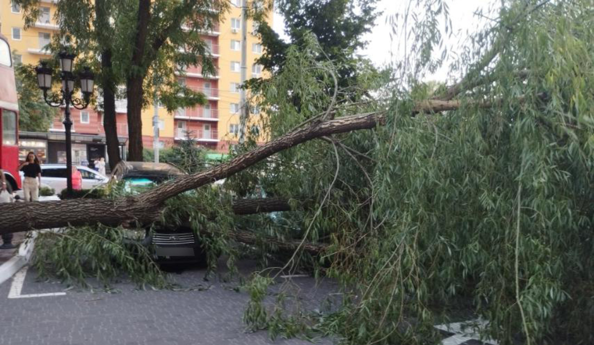 У Києві рятувальники прибирають дерева, повалені через негоду: фото