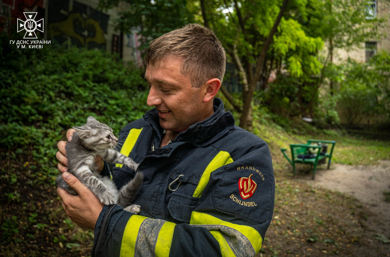 У Києві врятували кошеня, яке застрягло на дереві: фото