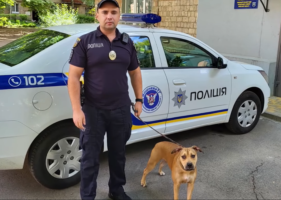 На Київщини врятували пітбуля, якого тримали в спеку на балконі: фото, відео
