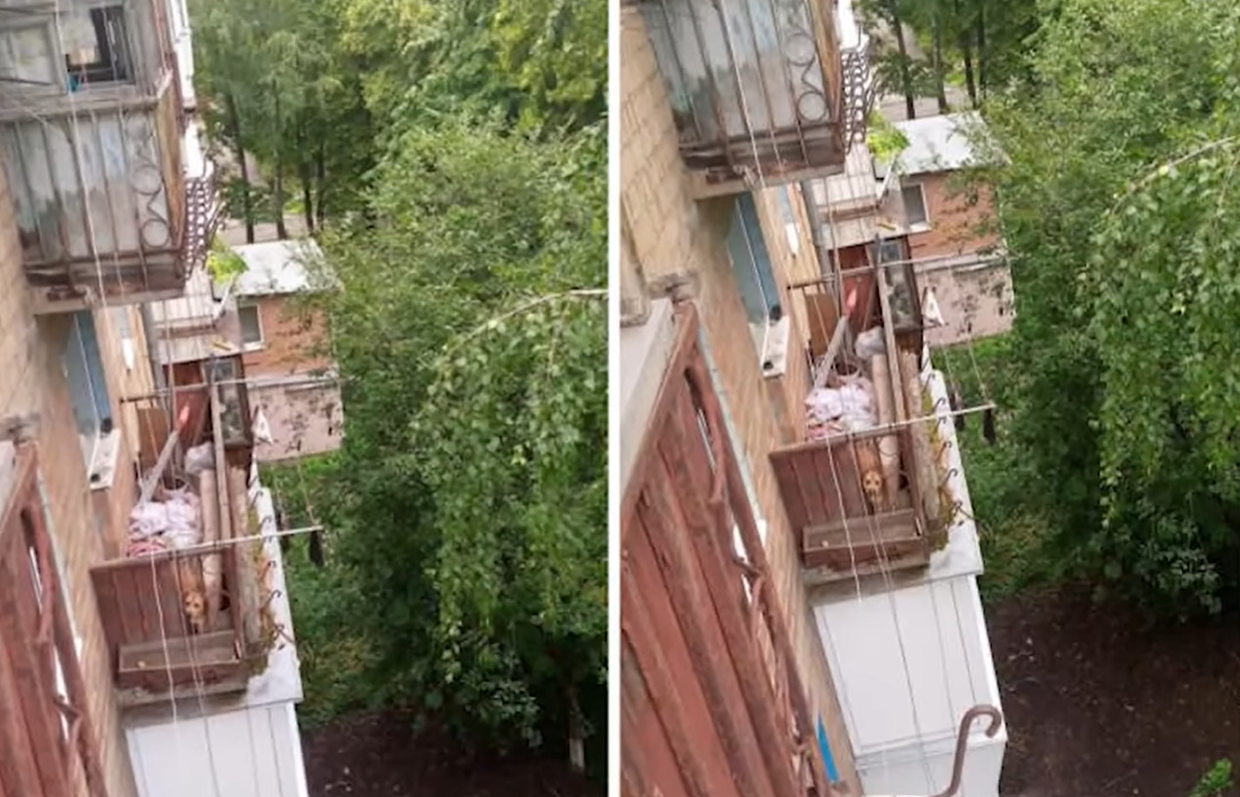 У Вишневому врятували пітбуля, якого тримали в спеку на балконі: фото, відео