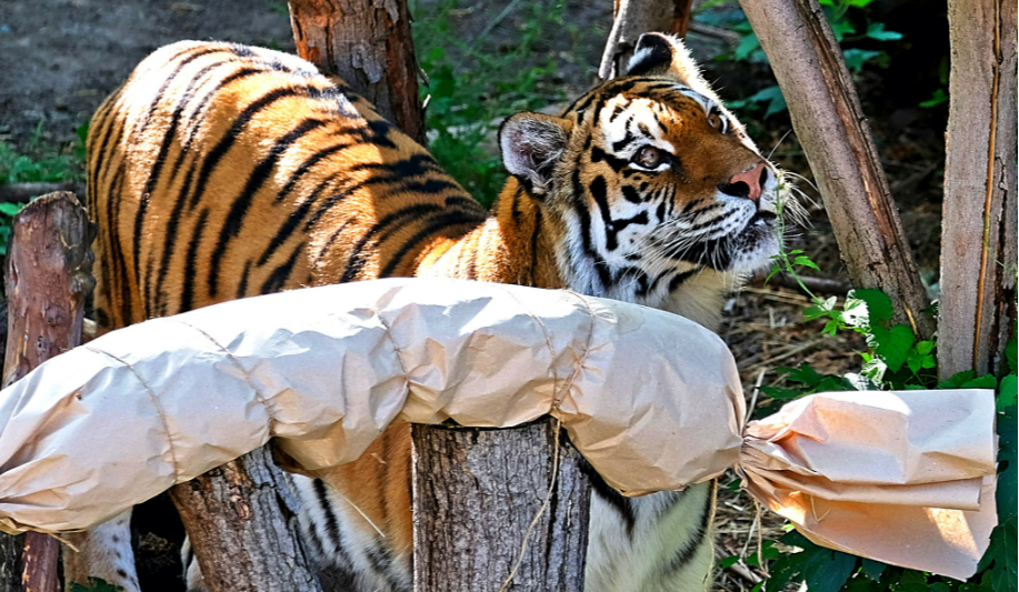 24 серпня народилися тигри Малюк та Рени: смугасті котики отримали смаколики та подарунки.