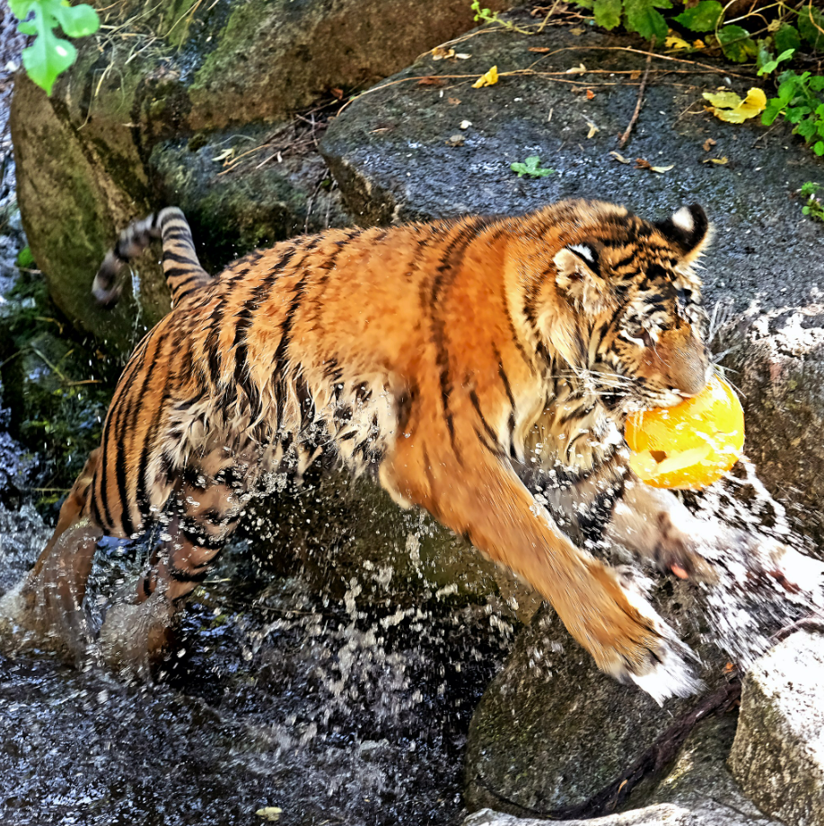 У київському зоопарку 24 серпня святкують день народження тигрів: що їм подарували