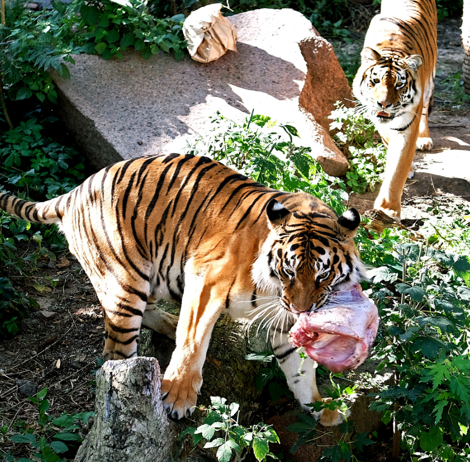 24 серпня народилися тигри з Київського зоопарку — Малюк та Рени