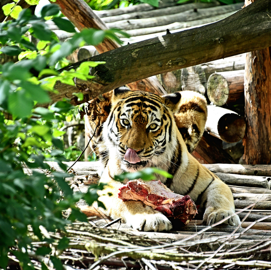 У київському зоопарку святкують день народження тигрів: що їм подарували