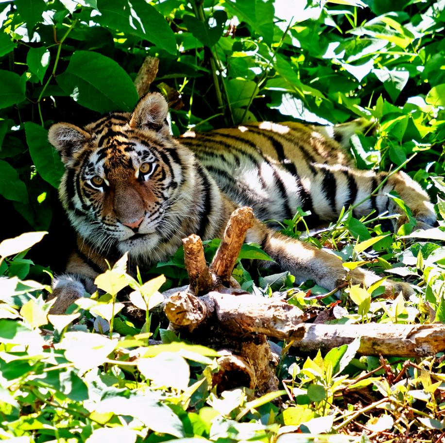 У київському зоопарку 24 серпня святкують день народження тигрів: що їм подарували