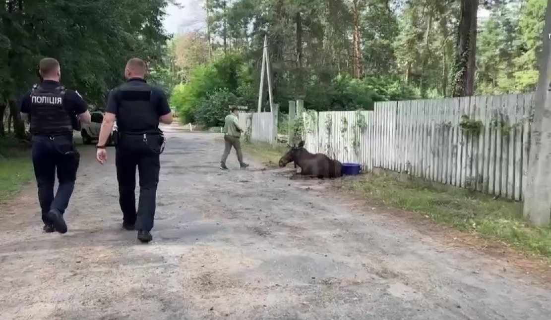 У Деснянському районі Києва патрульні врятували знесиленого лося: відео