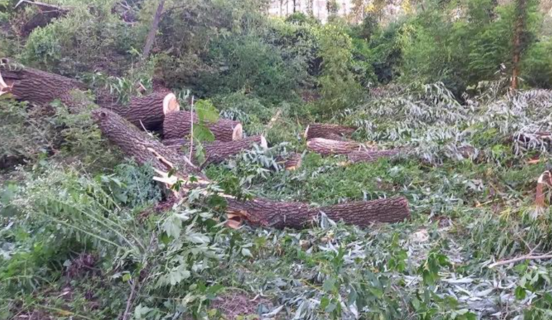 На Совських ставках у Києві зафіксували незаконну вирубку