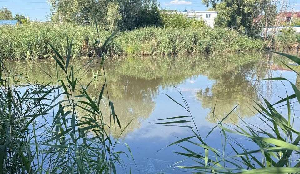 Масова гибель риби на Київщині: у КОВА назвали ймовірну причину