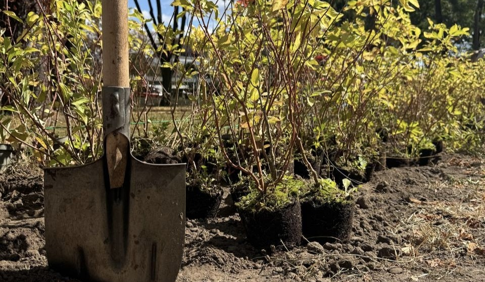 Post War Greening: у сквері на Почайній висадили 500 рослин