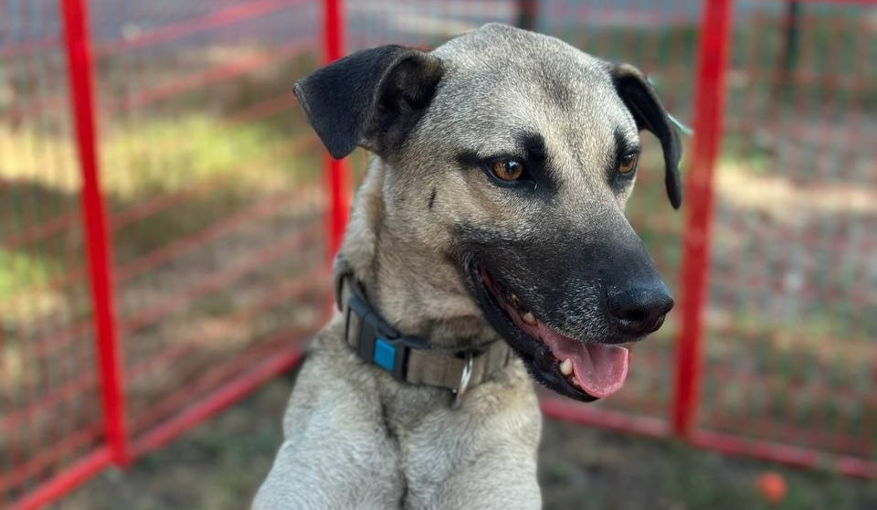 "Adopt CAT & DOG": у вересні на ВДНГ влаштують фестиваль адопції тварин